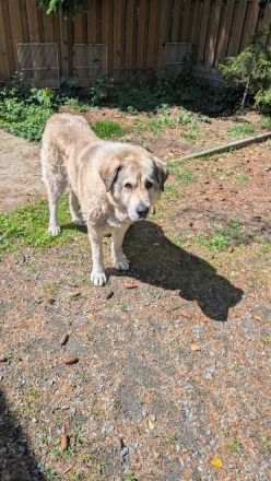 Kaukasischer Schäferhund