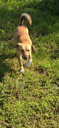 Nanni, kleine Labrador Mix Hündin