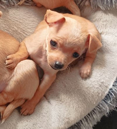 1 Chihuahua Zwergpinscher Welpe sucht noch ein neues Zuhause
