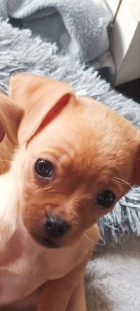 1 Chihuahua Zwergpinscher Welpe sucht noch ein neues Zuhause