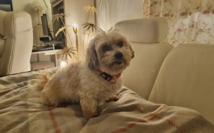 Louie - ein Hund zum Verlieben