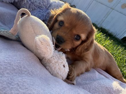Cavalier King Charles Spaniel Welpen FCI