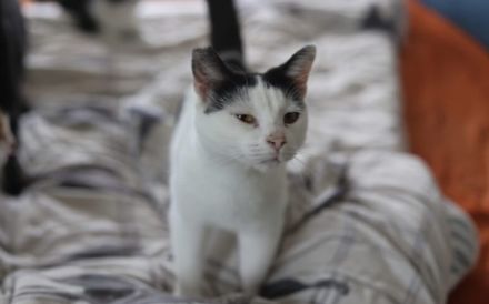 Wunderbare Clio