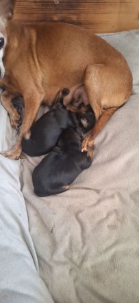 Prager Rattler Babys