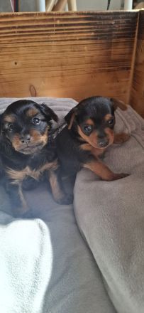 Prager Rattler Babys
