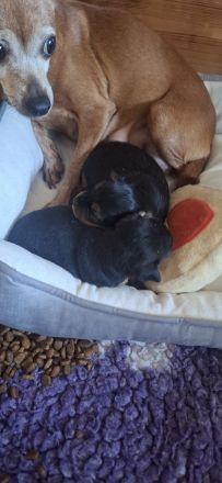 Prager Rattler Babys