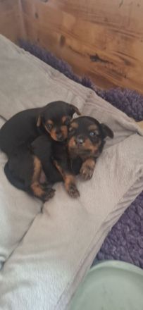 Prager Rattler Babys
