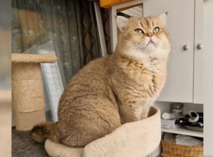 BKH Babykatzen (eine Mädchen ist schon reserviert)