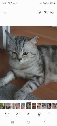 BKH Babykatzen (eine Mädchen ist schon reserviert)