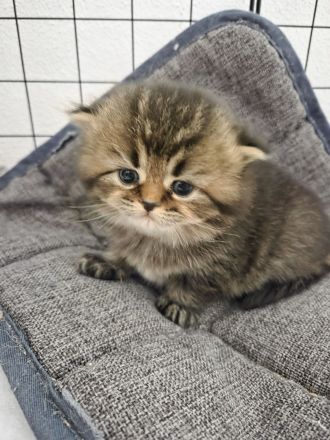 BKH Babykatzen (eine Mädchen ist schon reserviert)