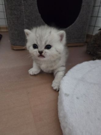 BKH Babykatzen (eine Mädchen ist schon reserviert)
