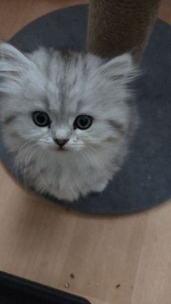 BKH Babykatzen (eine Mädchen und ein Junge sind schon reserviert)