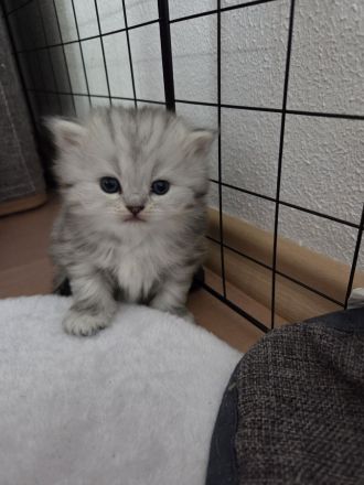 BKH Babykatzen (eine Mädchen ist schon reserviert)