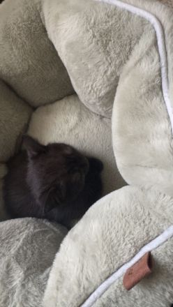 BKH Kitte weiblich
