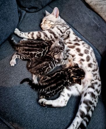 Clan Verox Bengal Zucht Niedersachsen