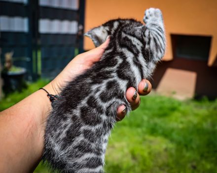 Clan Verox Bengal Zucht Niedersachsen