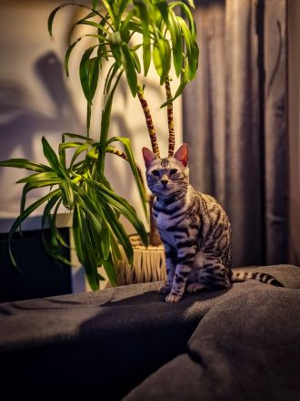 Clan Verox Bengal Zucht Niedersachsen