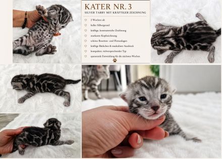 Clan Verox Bengal Zucht Niedersachsen