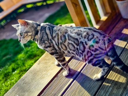 Clan Verox Bengal Zucht Niedersachsen