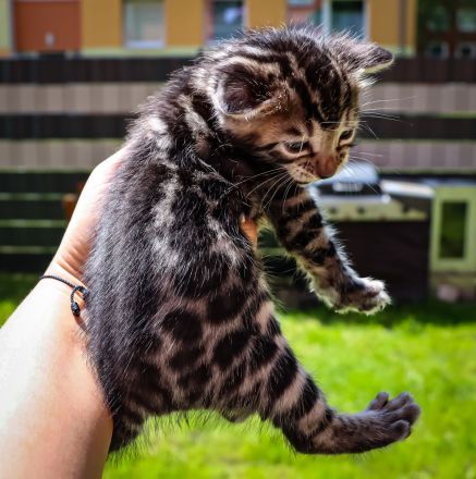 Clan Verox Bengal Zucht Niedersachsen