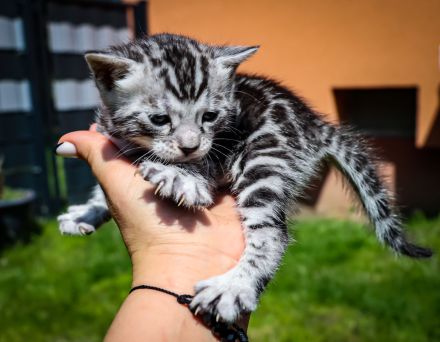 Clan Verox Bengal Zucht Niedersachsen