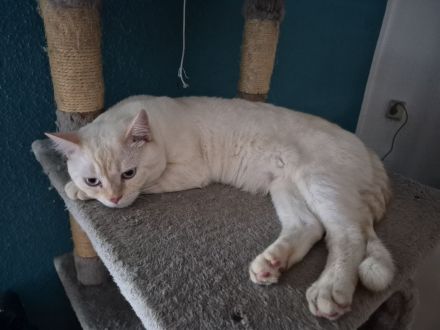 Hübscher kater