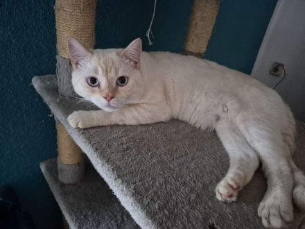 Hübscher kater