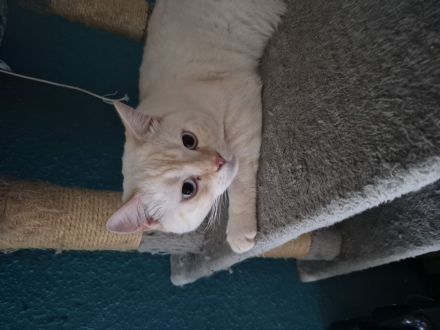 Hübscher kater