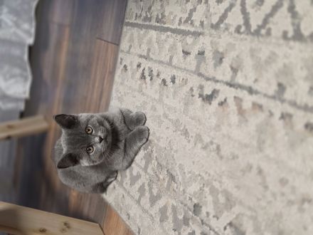 reinrassige BKH Kitten abgabebereit