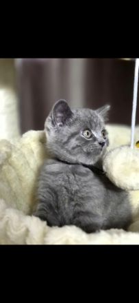 reinrassige BKH Kitten abgabebereit