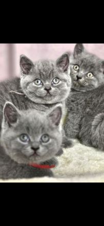 reinrassige BKH Kitten abgabebereit