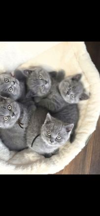 reinrassige BKH Kitten abgabebereit