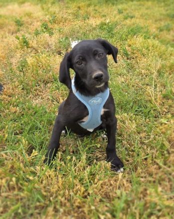 Labby Mix Chuchi sucht Körbchen