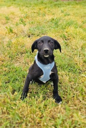 Labby Mix Chuchi sucht Körbchen