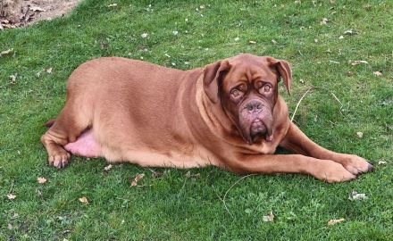 Bordeaux Dogge/ Cane Corsa Mix