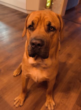 Bordeaux Dogge/ Cane Corsa Mix