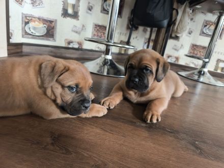 Bordeaux Dogge/ Cane Corsa Mix