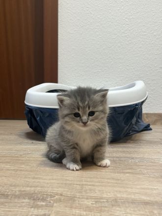 Babykatze sucht einen neuen Zuhause