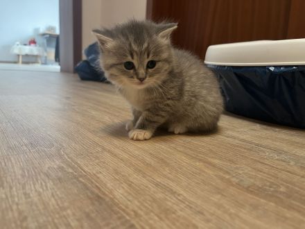 Babykatze sucht einen neuen Zuhause