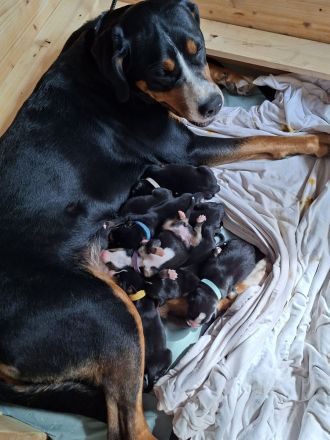 Großer Schweizer Sennenhund