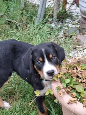 Großer Schweizer Sennenhund Wurf