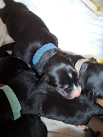 Großer Schweizer Sennenhund