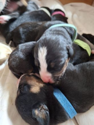 Großer Schweizer Sennenhund