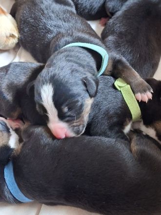 Großer Schweizer Sennenhund