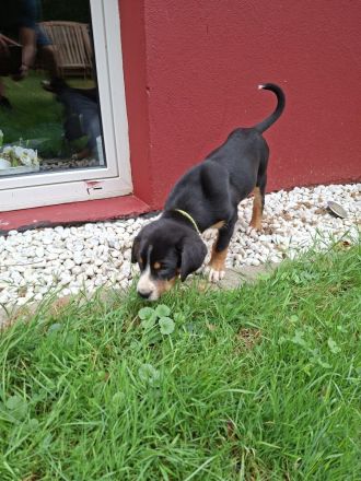 Großer Schweizer Sennenhund Wurf