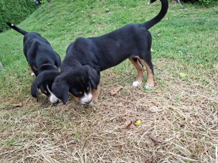 Großer Schweizer Sennenhund Wurf