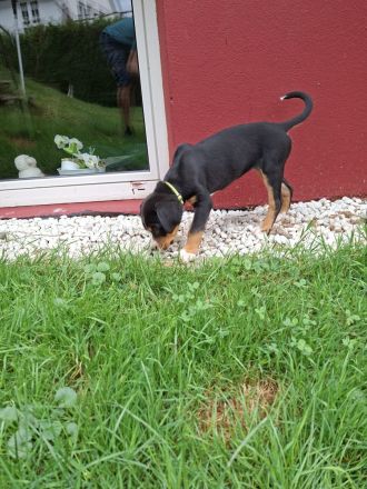 Großer Schweizer Sennenhund Wurf