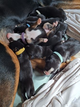 Großer Schweizer Sennenhund