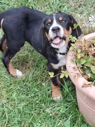 Großer Schweizer Sennenhund Wurf