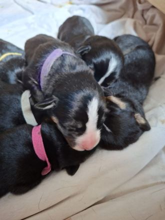 Großer Schweizer Sennenhund